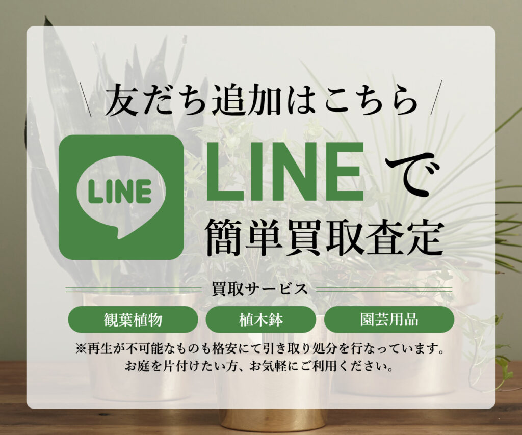 LINEでの買取簡単査定行っております！【観葉植物らくうぇる】 | 観葉 