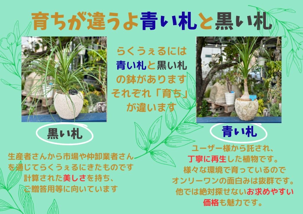 観葉植物」の買取実績紹介|リサイクル品として再生販売しています!!
