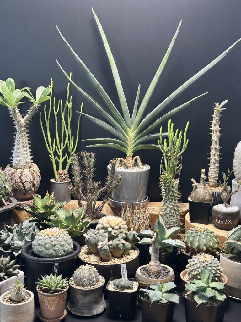 観葉植物リサイクル販売店「らくうぇる」TOPイメージ画像